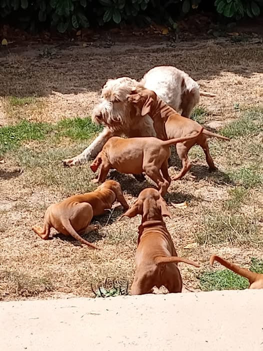 Un chiot de disponible sur la portée de Sweet Dream