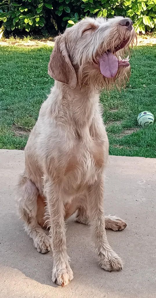 Very Best examen des hanches faits