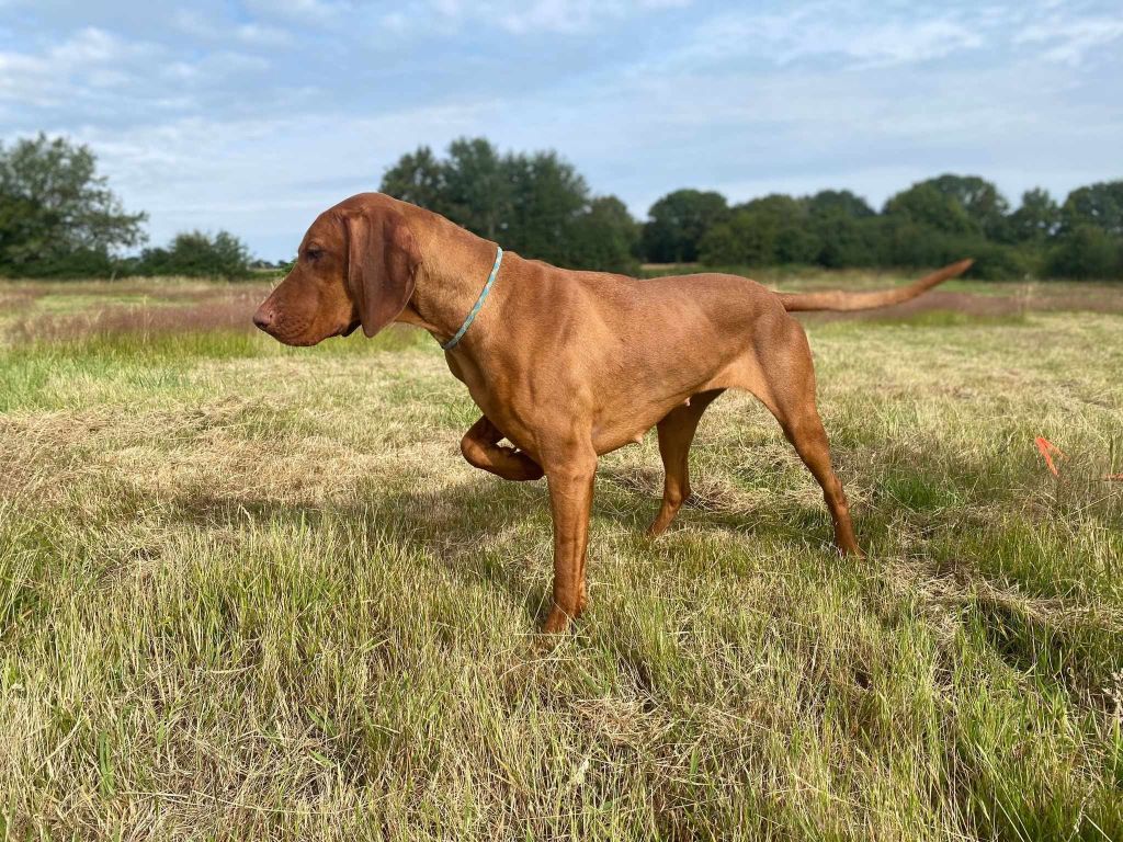 Taiga du chateau des monedieres