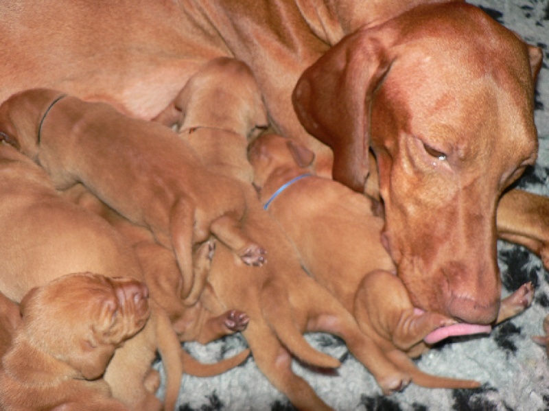 chiots aulane