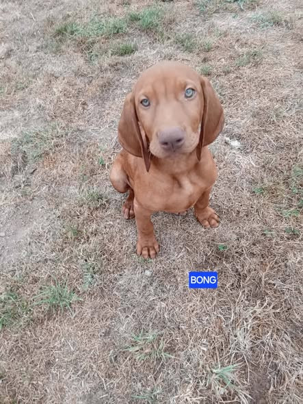 des bords du val d'Ancoeur - Chiots disponibles - Braque hongrois à poil court (Vizsla)