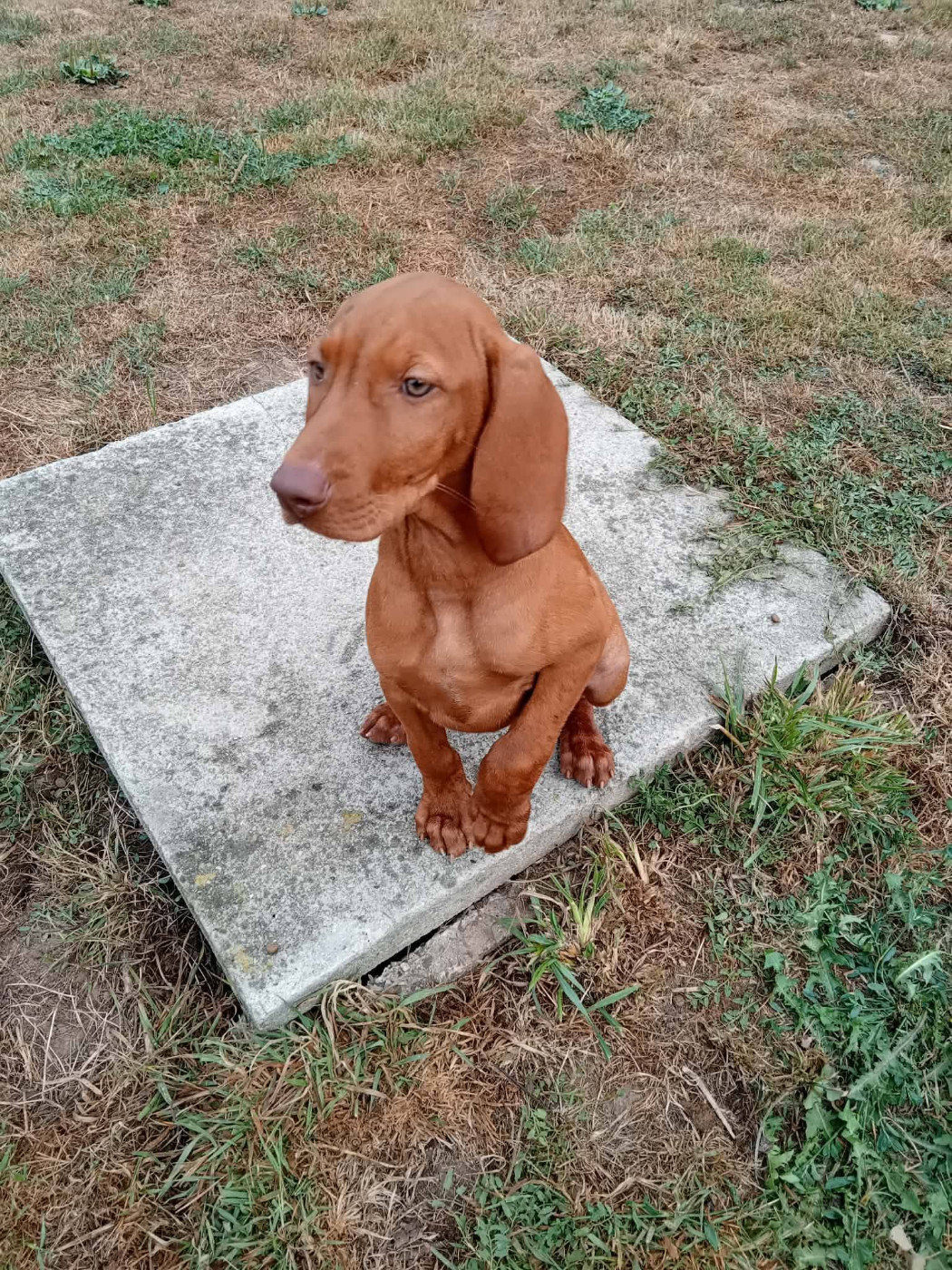 des bords du val d'Ancoeur - Chiots disponibles - Braque hongrois à poil court (Vizsla)
