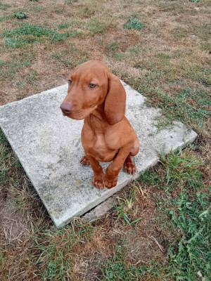 CHIOT 3